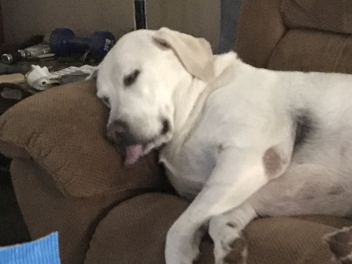 budaboybrya's tweet photo. @KathC20 @mrst43 @glasshalffull65 Hello Rosa you are beautiful I am Buddy the old man I will be 14 in a few months nice to meet you this is what I do most of the time I can’t even keep my licker in my mouth when I sleep anymore 😂 https://t.co/dK9Un4Ww7E