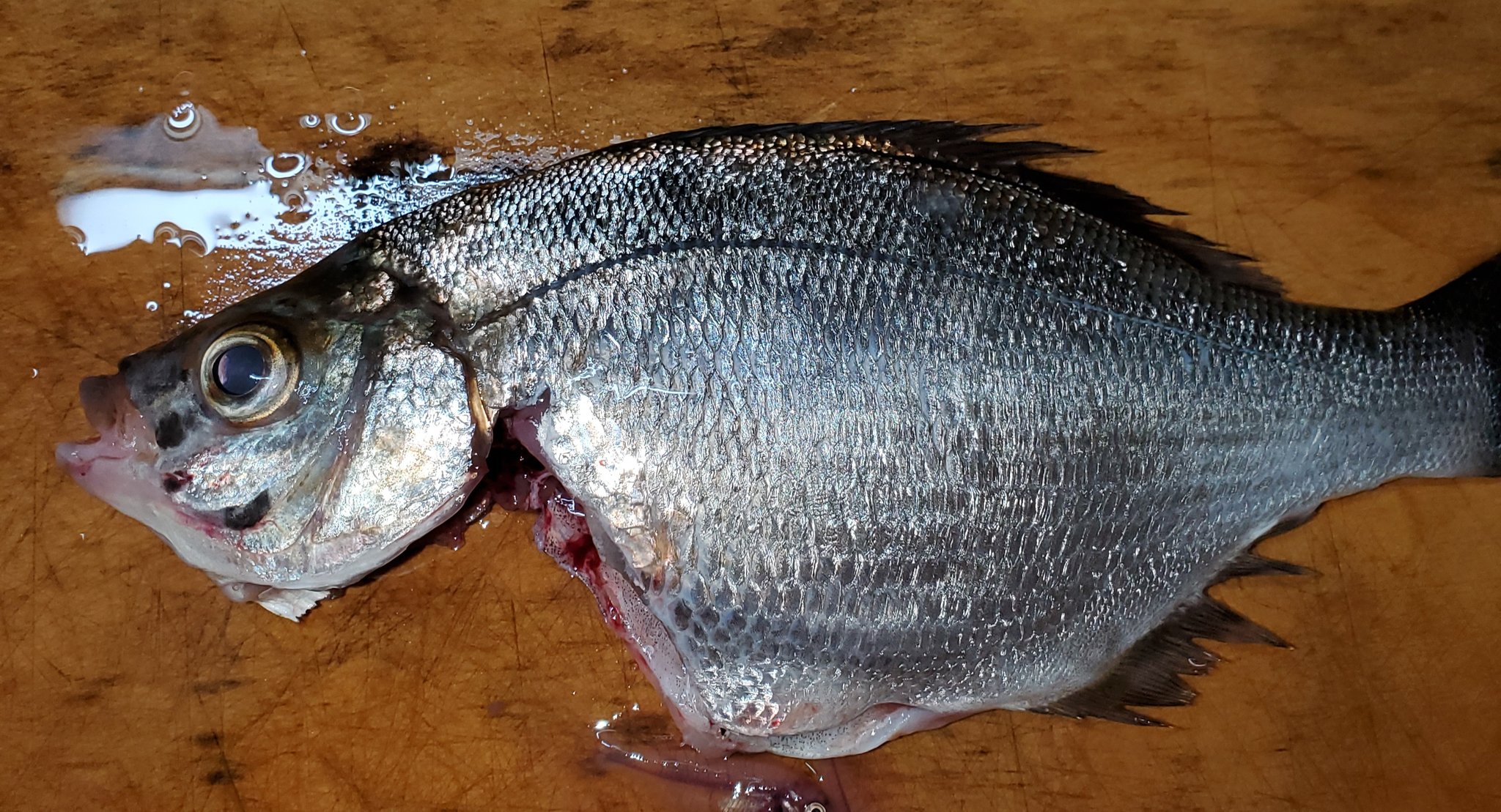 花屋しろき 釣 今日でtwitter五年目らしい アクアマリンで釣り ウミタナゴ釣れたので塩焼き楽しみ お腹から胎生稚魚が ウミタナゴ1 サバ25 イワシ Mytwitteranniversary T Co P4r3g0efrk Twitter