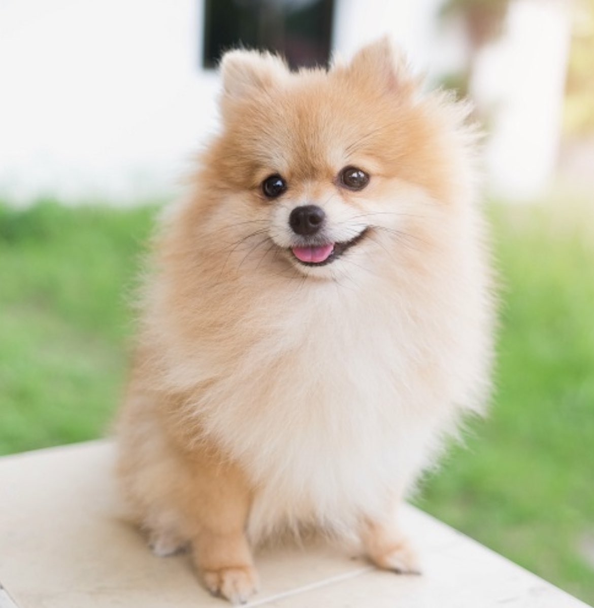 Pomeranian memes