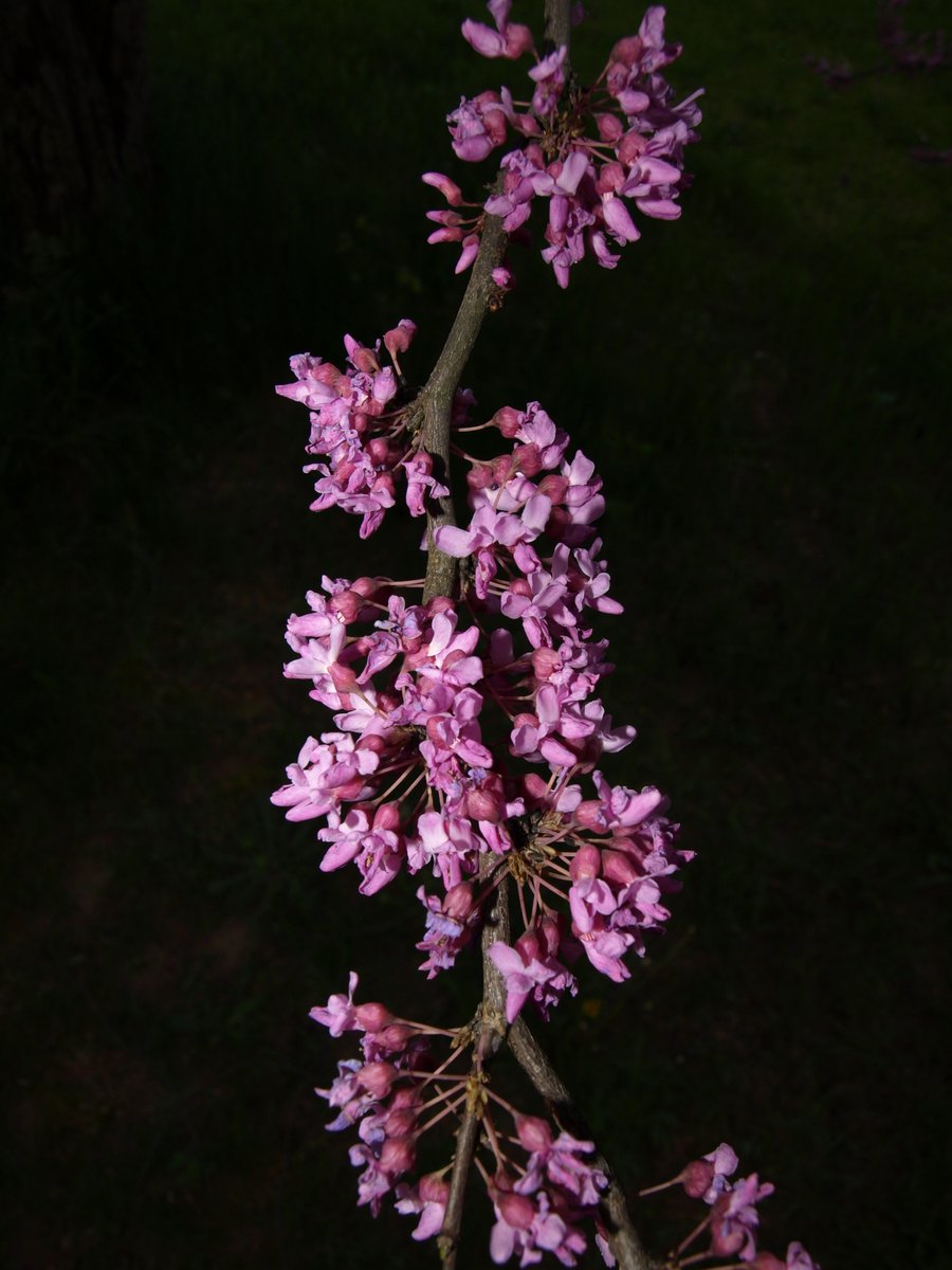 PhotoQ3000's tweet photo. Redbud blooms, a few days before opening fully https://t.co/DOhBVMTSJx