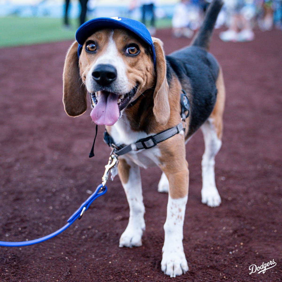Dodgers's tweet photo. Welcome back to Dodger Stadium, Toby! https://t.co/6uGY5pUGT2