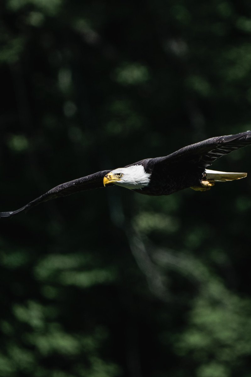 kowal_da's tweet photo. After the feast. #wildlife #eagle #nature #NaturePhotography https://t.co/uk8bYoUJZn