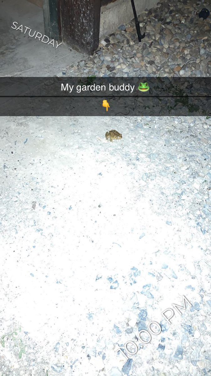carissa221's tweet photo. #gardentoad https://t.co/ukcM4GOmsn