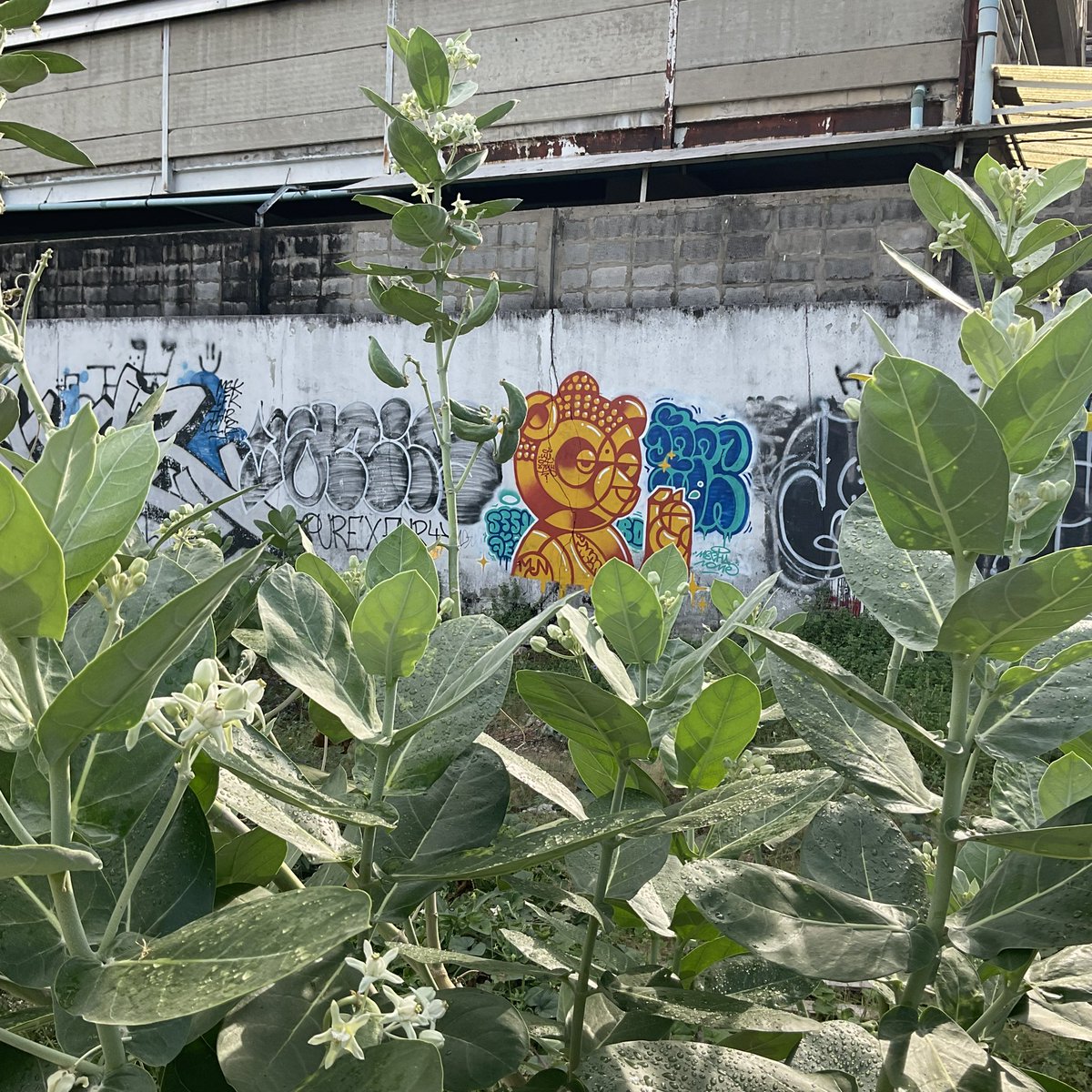 mechanome_'s tweet photo. Happy Birthday Buddha ☸️🐻

#buddhaday #buddha #graffiti #streetart #spraybear #mechanome #หมีชานม https://t.co/3XlAYTJjDb