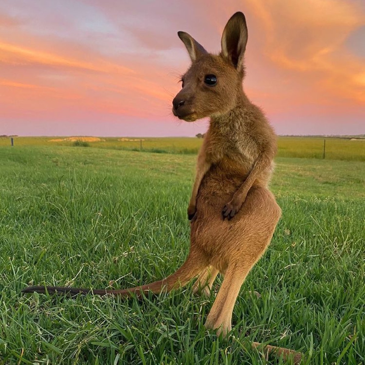 MaximusCampers's tweet photo. LOOK THIS WAY!
Are you ready to #exploreAustralia?
#MaximusUltimateCamperTrailer will be
your perfect #travelcompanion.
With all the #comfortsofhome to make your #journey
much more enjoyable. Preparing to #launch late 2022. https://t.co/lYFzV0yxaN