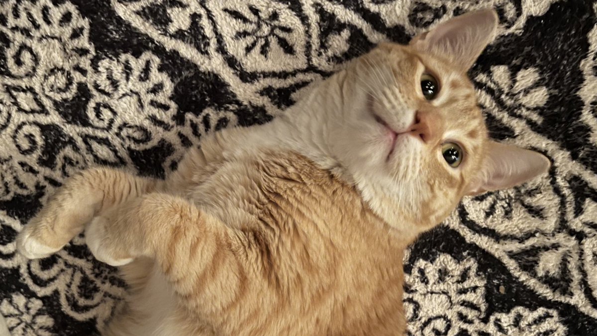 An orange cat with wide, shining eyes is laying on his side with his paws curled up.
