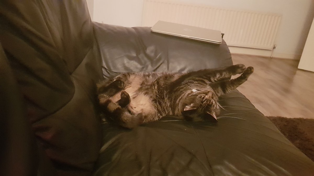Twigbo2's tweet photo. #Caturday https://t.co/x1V4e7x2Kw