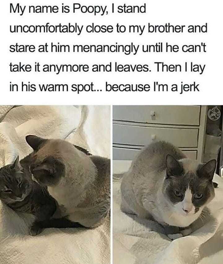 Poopy 