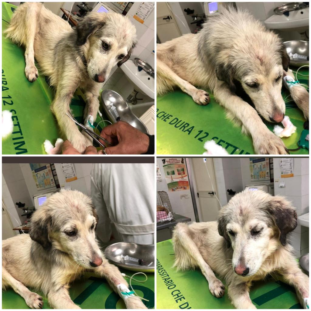 Emilystellaemi2's tweet photo. STELLINA, RECUPERATA DALLA STRADA,  È SCHELETRICA, ED HA BISOGNO DI CURE. CHI VORR�� AIUTARLA, SI POTRÀ METTERE IN CONTATTO CON LA VOLONTARIA.
info in DM https://t.co/S7ewpINEb5