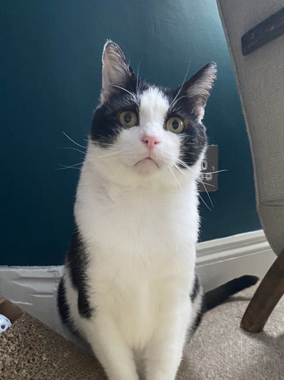 okay but mika looks like if i was a disney prince??? #Eurovision