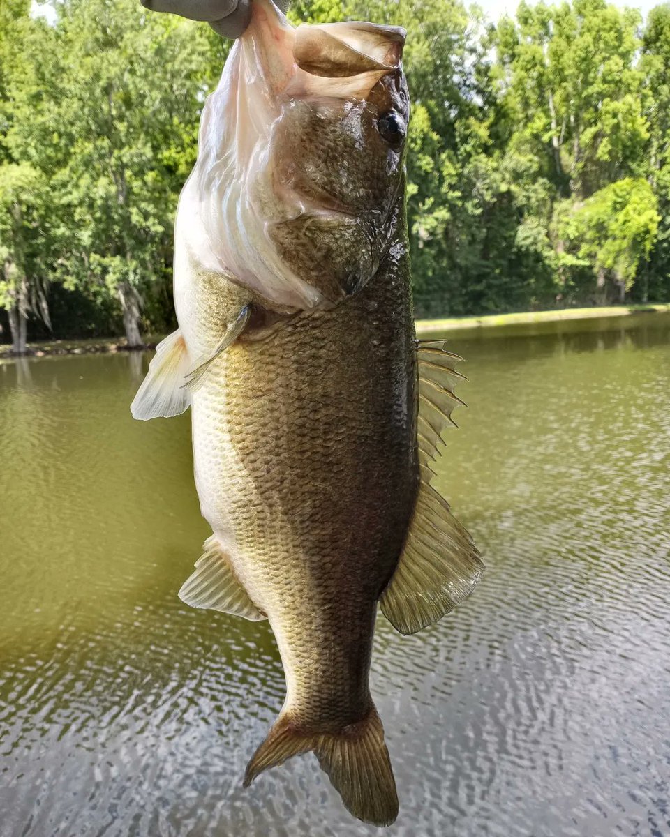 SilentTiger98's tweet photo. Went fishing today and caught this monster on top water 🎣 Gotta love it!
#bassfishing https://t.co/QDaCtiRQxt