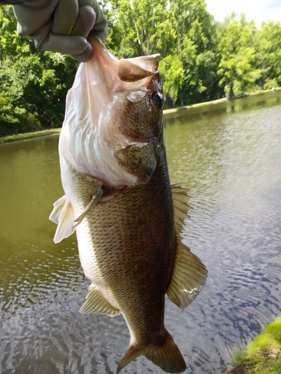 SilentTiger98's tweet photo. Went fishing today and caught this monster on top water 🎣 Gotta love it!
#bassfishing https://t.co/QDaCtiRQxt
