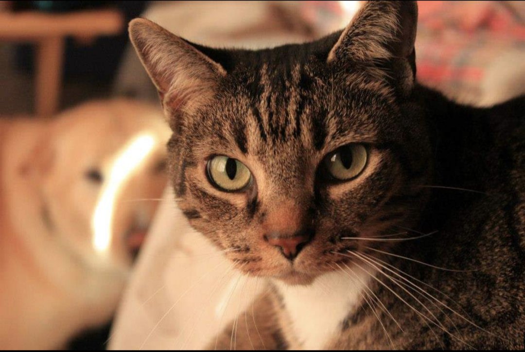 herebelildragon's tweet photo. We lost our beautiful 19 year old boy Squirrel on Wednesday. He was a love of mortal mom's life, her best friend, and we are all devastated.
💔💔💔💔 https://t.co/4Czp2V8UBN
