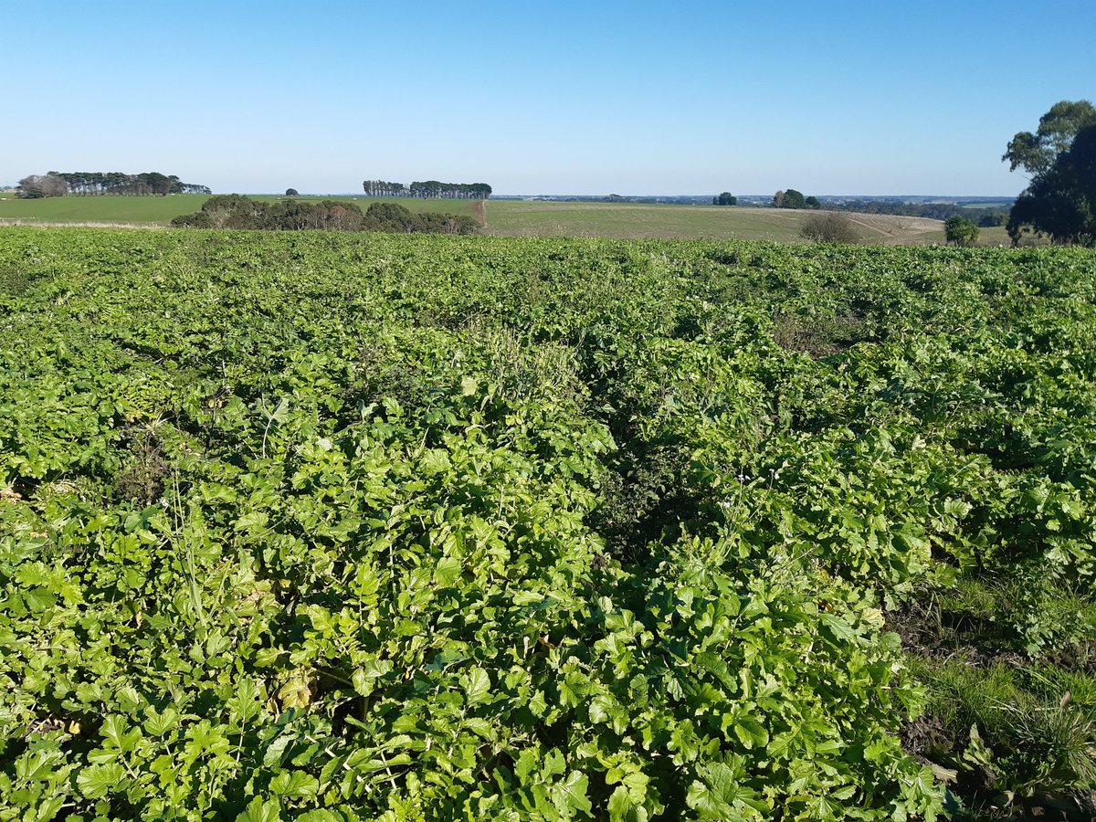 Aus Cover Cropping tweet media