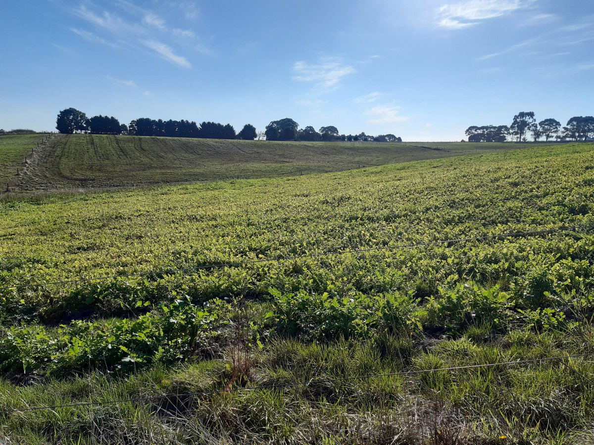 A tillage radish paddock which set seed last spring during grazing has had a fantastic strike this autumn in SW Vic. Paddock should give the herd 20-30 day feeds starting next week. In comparison, pasture paddocks have given max 10 days feed since the radish paddock was locked up