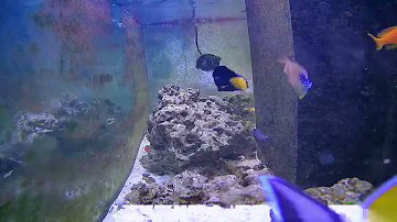 TheFounderEJ's tweet photo. This is the in-camera live stream of the #reeftank that inspired @CoralFragHagNFT 

https://t.co/BUasFLM71W

#NFTCommunity #NFTs #NFTshill #nftcollector #nftart https://t.co/DSCXqkX99E