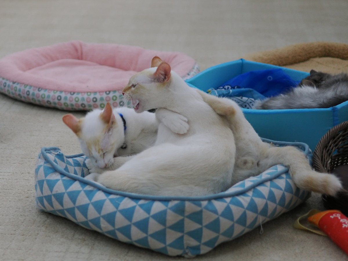 towser_meow's tweet photo. ベッドの取り合いをしていたけど、最後はなかよくお休みするアクビ＆セノビ #にゃんくる #にゃんくる蒲田 https://t.co/OlWb0pYJnH