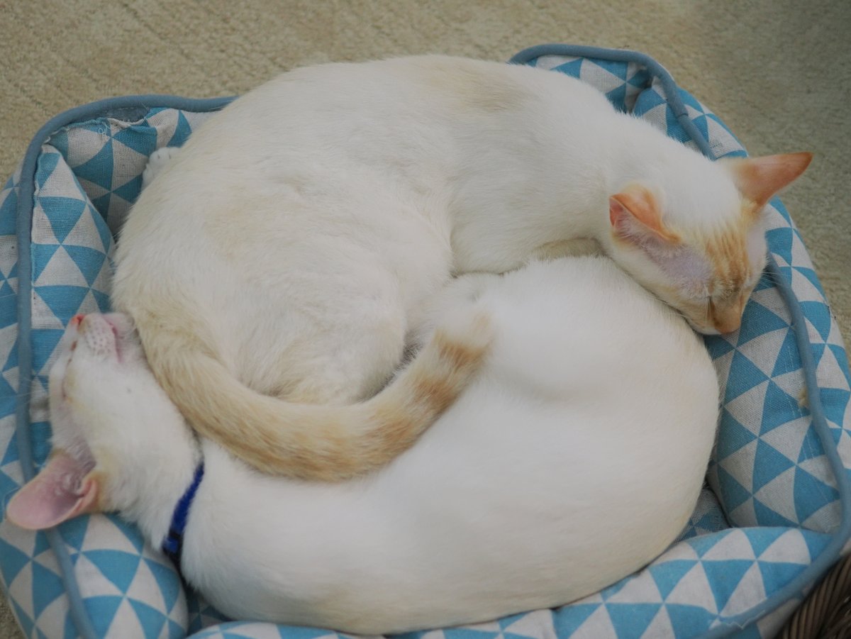 towser_meow's tweet photo. ベッドの取り合いをしていたけど、最後はなかよくお休みするアクビ＆セノビ #にゃんくる #にゃんくる蒲田 https://t.co/OlWb0pYJnH