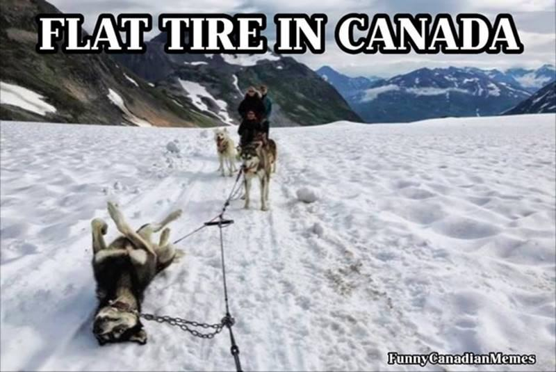 FeralinaCat's tweet photo. #CanadianHumour https://t.co/iZbpK8EanY