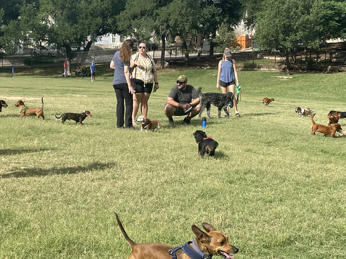 thecatarina's tweet photo. Everyone had the best time at the wiener dog meetup this morning. Over 20 dachshunds show up for the fun! @LokiWiener made some new friends https://t.co/6i1c0dyuWS