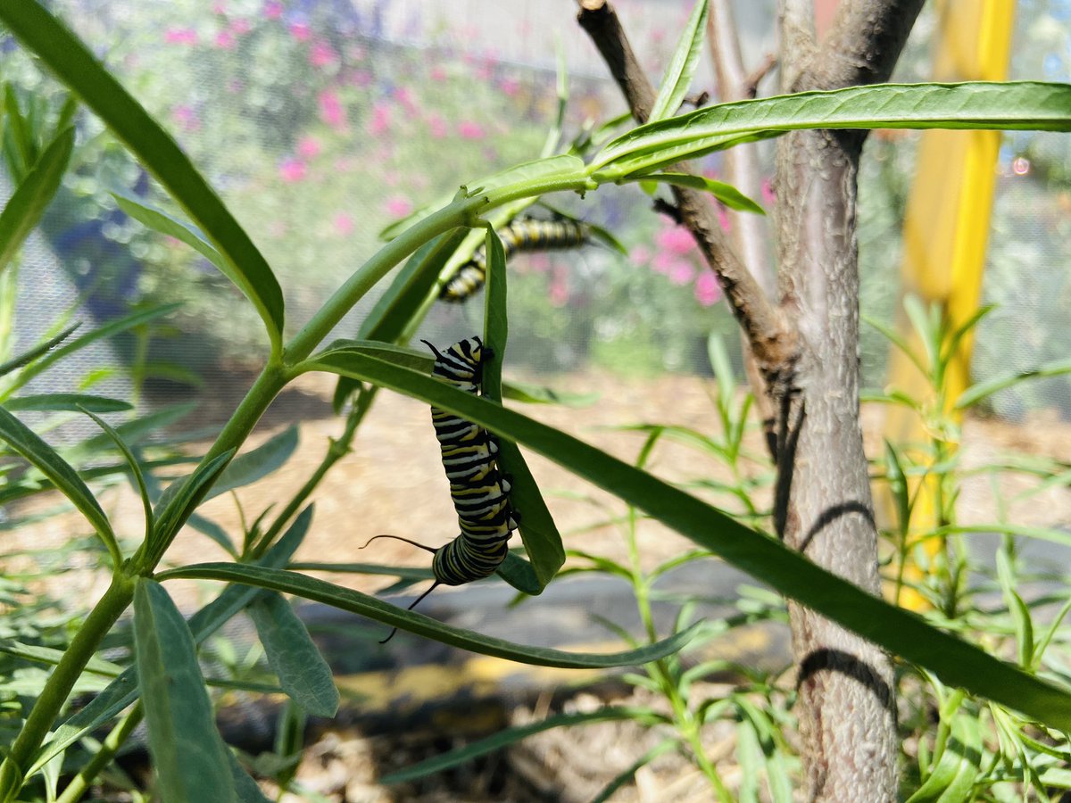 MrsRonayGardens's tweet photo. Look 👀 Palms Elementary School’s Monarch Butterfly sanctuary is booming with life❤️!
We are doing our part to protect the Monarch butterfly:) #monarch #sanctuary #abcusd #nwf #monarchwatch #teach #nativemilkweed #handsonlearning #2ndgrade #schoolgarden #ngss https://t.co/NqKIXfa8Pi