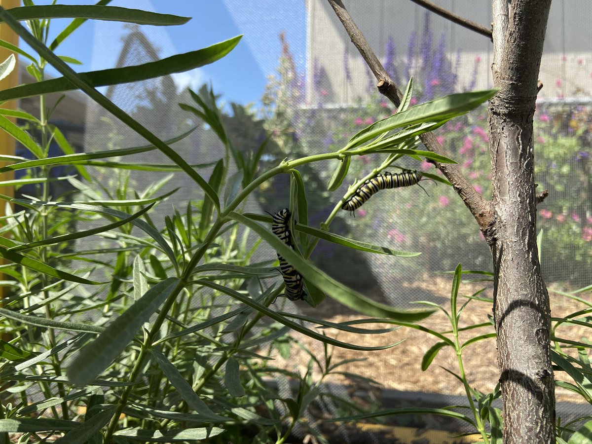 MrsRonayGardens's tweet photo. Look 👀 Palms Elementary School’s Monarch Butterfly sanctuary is booming with life❤️!
We are doing our part to protect the Monarch butterfly:) #monarch #sanctuary #abcusd #nwf #monarchwatch #teach #nativemilkweed #handsonlearning #2ndgrade #schoolgarden #ngss https://t.co/NqKIXfa8Pi