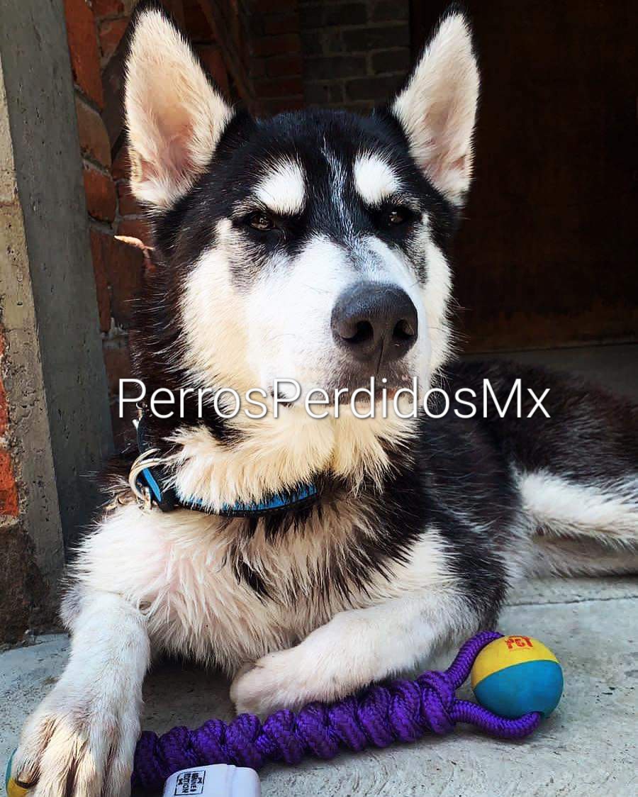 PrrosPerdidosMX's tweet photo. #Morgan #Extraviado  12 mayo 22
#Esterilizado  en zona sur. San Gregorio Atlapulco, #Xochimilco, ☎️5554925380
Correo: ili.anahi.31@gmail.com 🙏Rt https://t.co/CBJADLWnBz