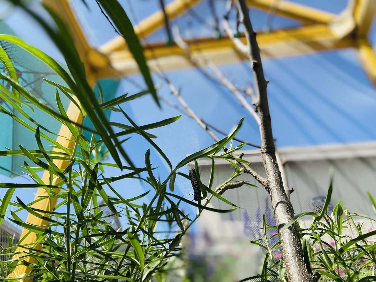 MrsRonayGardens's tweet photo. Look 👀 Palms Elementary School’s Monarch Butterfly sanctuary is booming with life❤️!
We are doing our part to protect the Monarch butterfly:) #monarch #sanctuary #abcusd #nwf #monarchwatch #teach #nativemilkweed #handsonlearning #2ndgrade #schoolgarden #ngss https://t.co/NqKIXfa8Pi