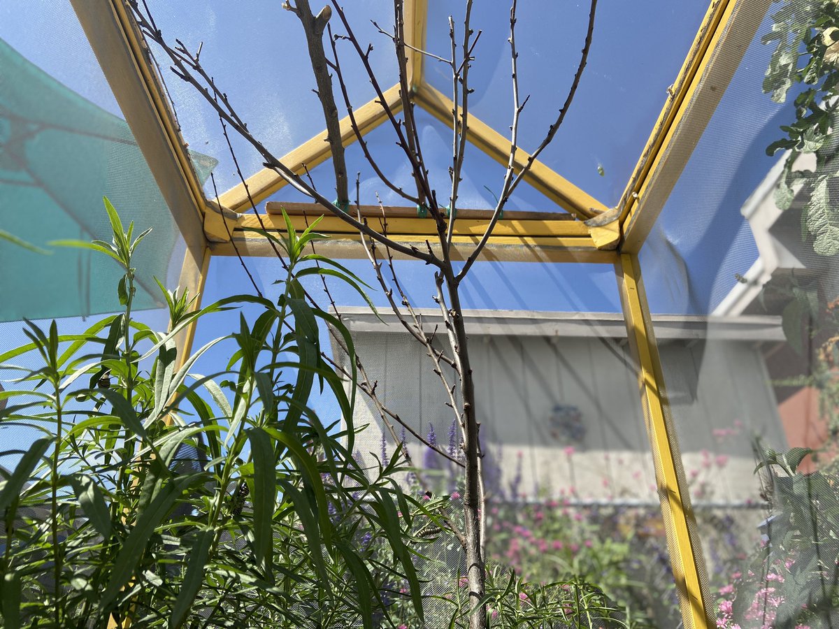 MrsRonayGardens's tweet photo. Look 👀 Palms Elementary School’s Monarch Butterfly sanctuary is booming with life❤️!
We are doing our part to protect the Monarch butterfly:) #monarch #sanctuary #abcusd #nwf #monarchwatch #teach #nativemilkweed #handsonlearning #2ndgrade #schoolgarden #ngss https://t.co/NqKIXfa8Pi