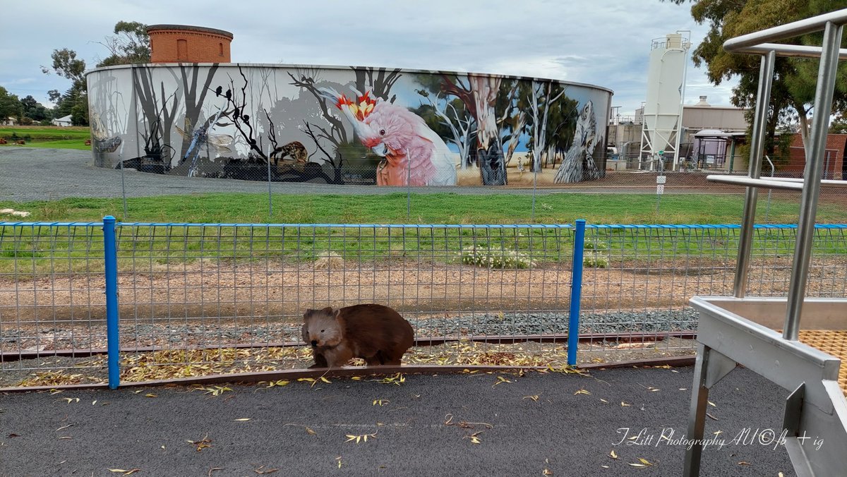 TonyL_Tchum's tweet photo. Visiting Kyabram tank murals yesterday. The viewing area has been upgraded since I was last here.
#kyabram #kyabramtankmurals #jimmy_dvate https://t.co/i2sYFLsHsz