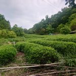 みちなか四国のツイート画像