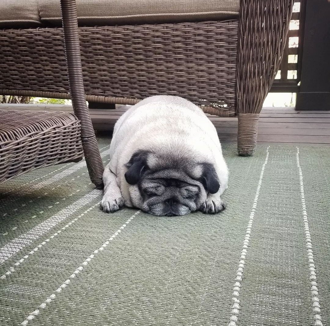 weekend plans🌞🥔 #pugtato
Instagram.com/lil_pickles_da…