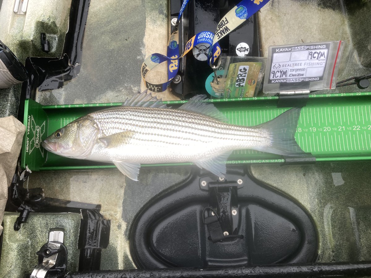miacalva's tweet image. Had a great time at @CarolinaYakAngl event today, where a cool thing happened: after 15+ years of near misses, I finally landed a striped bass in Carolina! I saw fish schooling, waited a bit for a chance and bam!
#kayakfishing #ketchboard #CKA