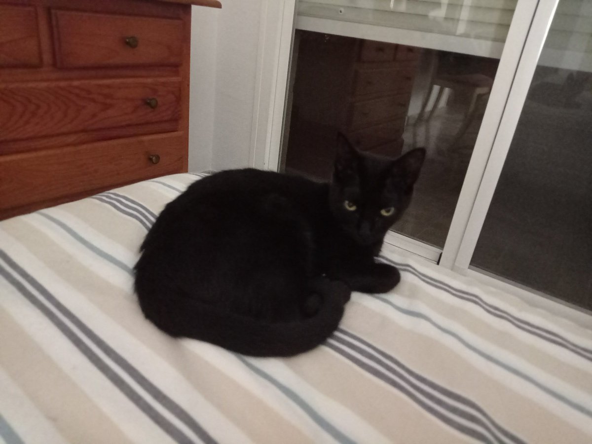 Mi gato, doce puntos.