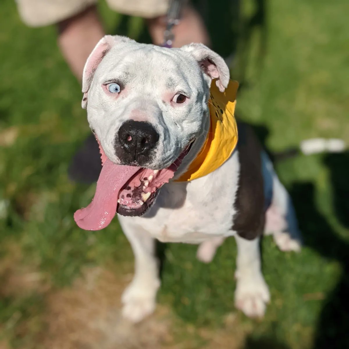 CincyAnimalCARE's tweet photo. Brett, Bigby, Bossman and Betsy didn't get adopted today at The O.F.F. Market!? Still available to adopt though - email foster.adoption@cincycare.org and ask about them! https://t.co/bfNtKx15gF