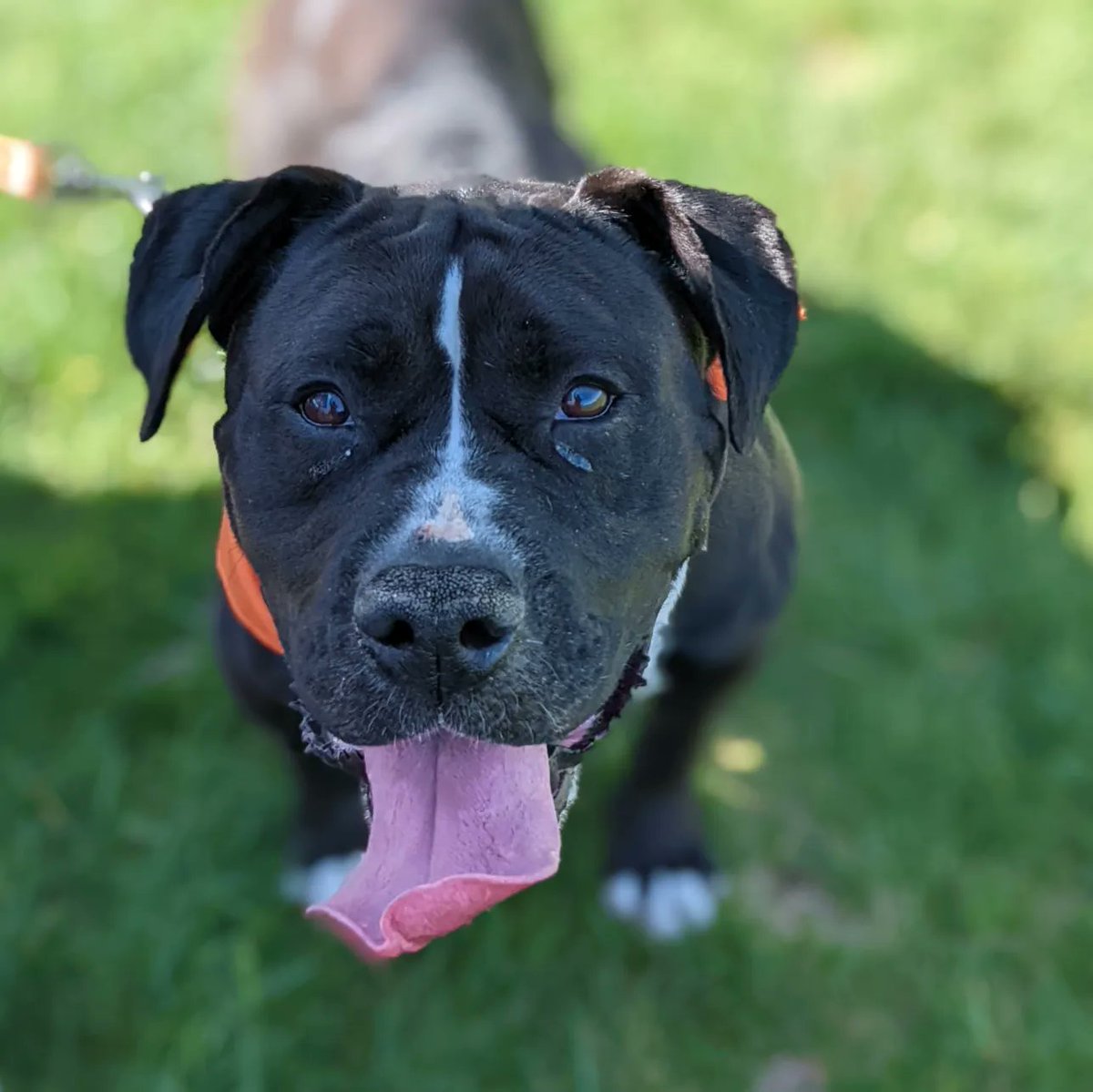CincyAnimalCARE's tweet photo. Brett, Bigby, Bossman and Betsy didn't get adopted today at The O.F.F. Market!? Still available to adopt though - email foster.adoption@cincycare.org and ask about them! https://t.co/bfNtKx15gF