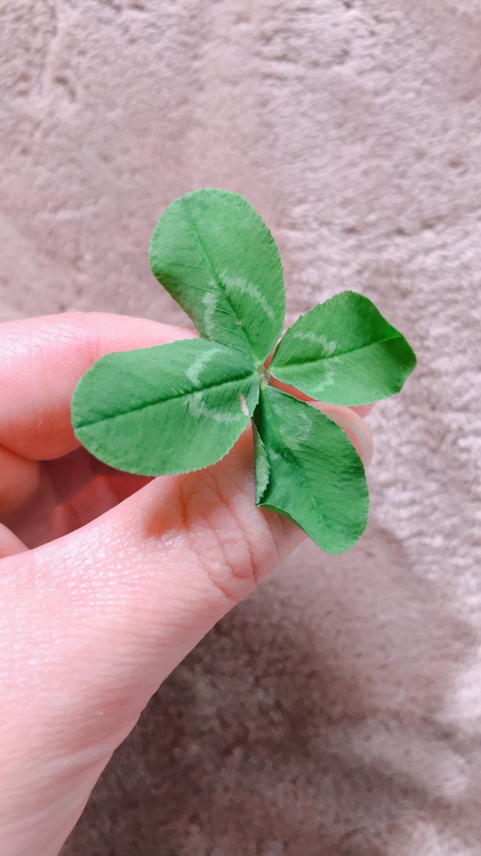 MokToshl's tweet photo. @YoshikiOfficial 見つけたよ〜ஐ♡🍀~ஐ
よっちゃんの分🥰 https://t.co/WNn4jek4eL