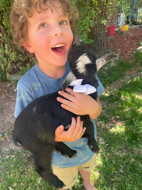 💛🐐Today our babies left the nest for the first time to honor a little girls birthday request #familyfarming #ABQ #NewMexico