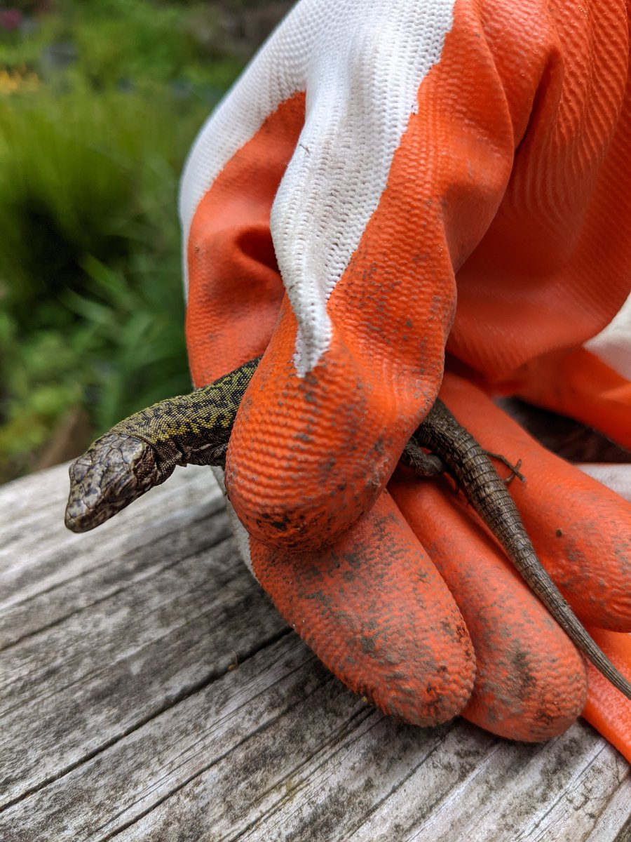 SocMedGirlyyj's tweet photo. Best #FarmFind of the day! This little guy got caught between wood I was moving. Didn't see him until he was hanging upside down, one leg trapped. Checked to make sure he was okay, then quick photo opp, and he was on his way! #CSaan https://t.co/uiTtcSDnuu
