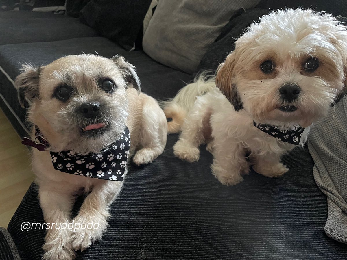 mrsruddpudd's tweet photo. Our house and yard have had their nighty check. No zombz here. Now we going to get some snoozing done. Goodnight friends. Sleep well. Lubs you all. #ZSHQ #theruffriderz #OTLFP #cute #dogsoftwitter #Cuddle #love #anipals #GoodNightTwitterWorld #family #friends https://t.co/4q4hXY7c3l