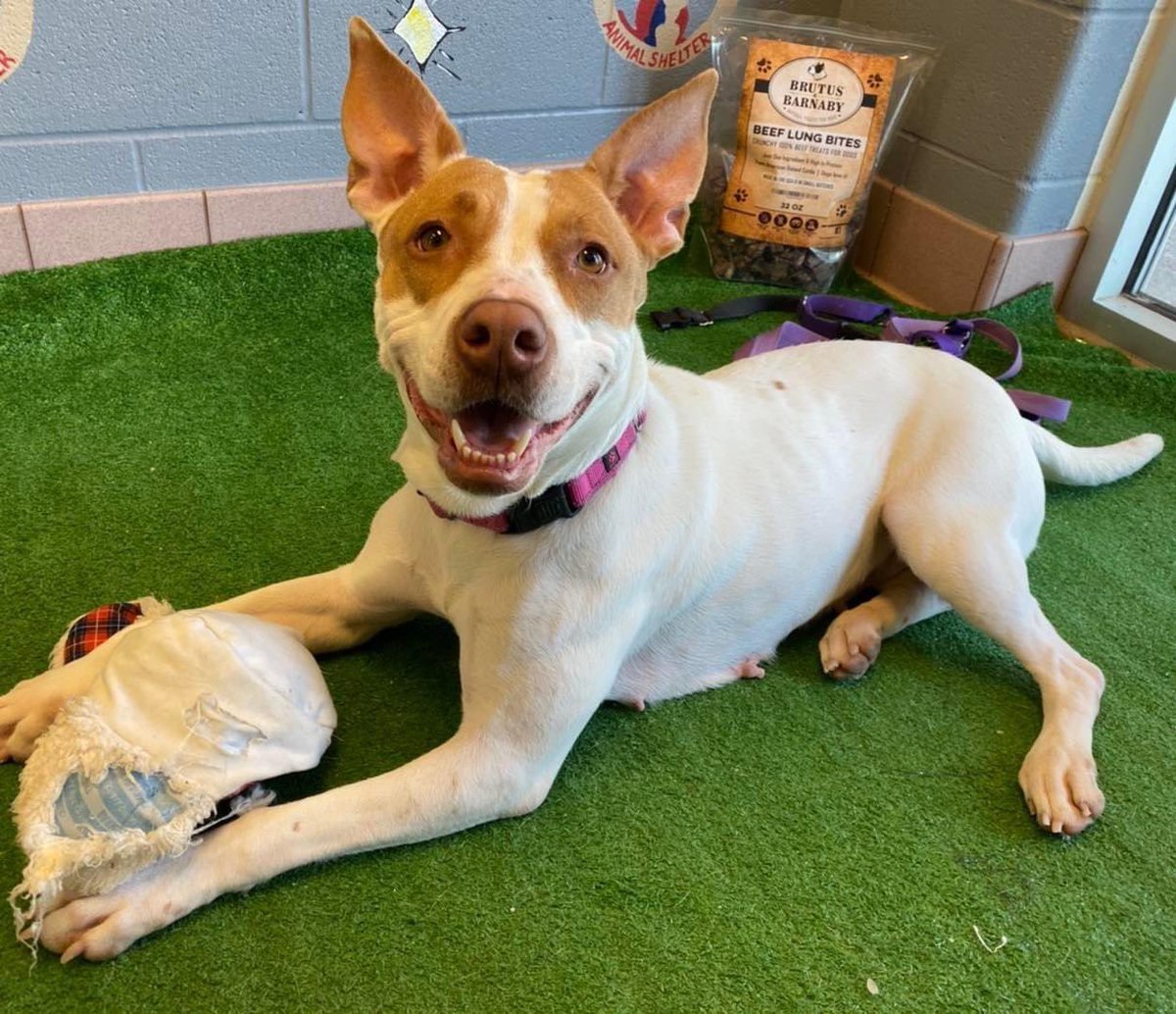 CuyahogaDogs's tweet photo. Happy National Dog Mom’s Day!
I’m still in the market for a dog mom. Who’s in?!

💞Peachy, the good daughter 3-year-old female pit/hound mix

#CCASDailyDog #cuyahogadogs #shelterdogsrockoh #chewsadoption #adoptme https://t.co/yNrSpqMskw