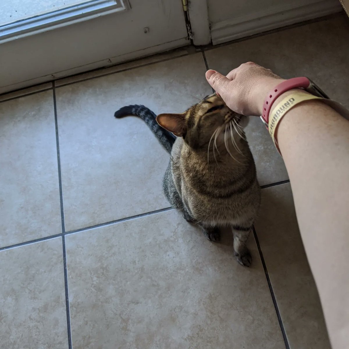 WereErin's tweet photo. I found a kitty and I love him. #Bartimaeus https://t.co/A3C9HdxnUT