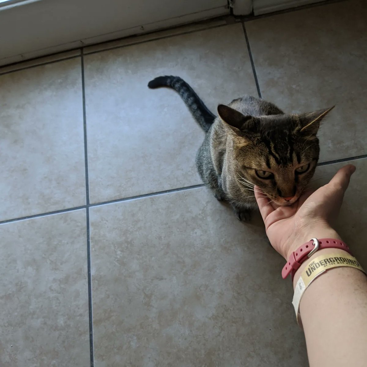 WereErin's tweet photo. I found a kitty and I love him. #Bartimaeus https://t.co/A3C9HdxnUT