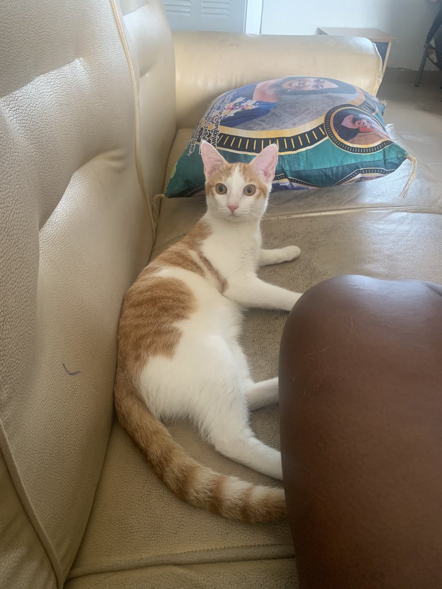 DunniRC's tweet photo. @TundeSmilez Hi Roza. I’m Lily, nice to meet you 🥰🤗😶 https://t.co/3QFKgFyY0o