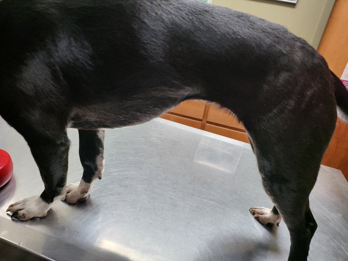 BitchesEnvy7's tweet photo. My poor baby is sick...you NEED to cover her bill and a drink for mamma

$bitchesenvy7

#findom #finsub #paypig #humanATM #brattydomme #bratty #cashcow #cashslave #goddesses #humiliation #humanwallet #whalesub #moneyslave #walletdrain https://t.co/XivAWsajb2
