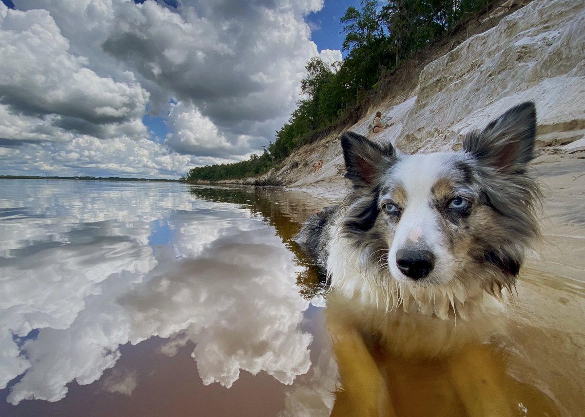 Have a SuPeR SaTurDaY!

My Pup Kuna Chillin’ in the River Today!

#Good Saturday #SaturdayVibes #dogs #GoodVibesOnly
