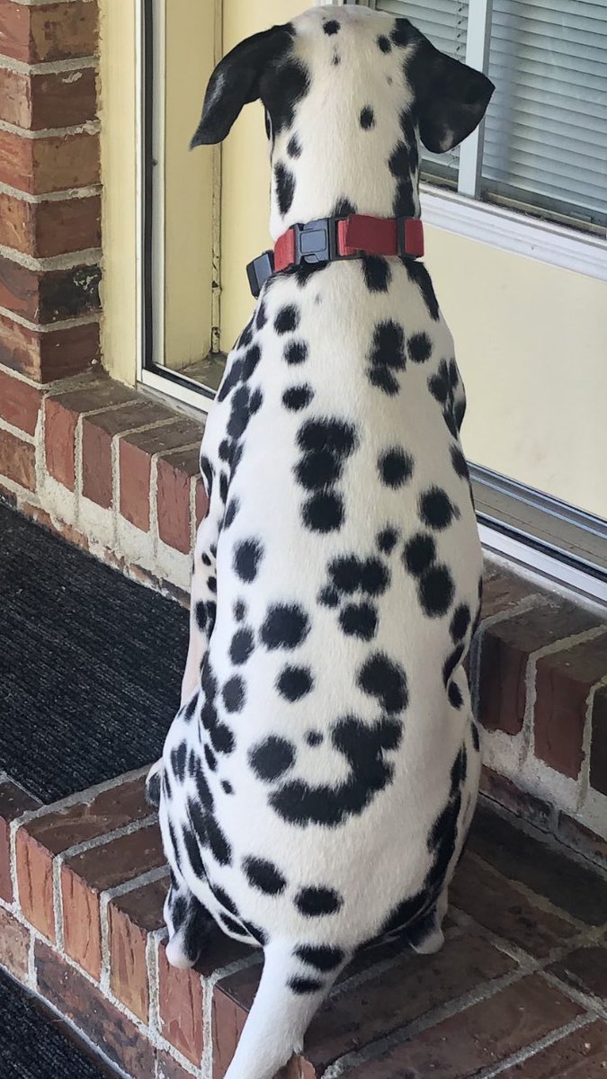 PRussellII's tweet photo. My dog is an Earnhardt Fan!!! #3! https://t.co/mnBzn7FQgA
