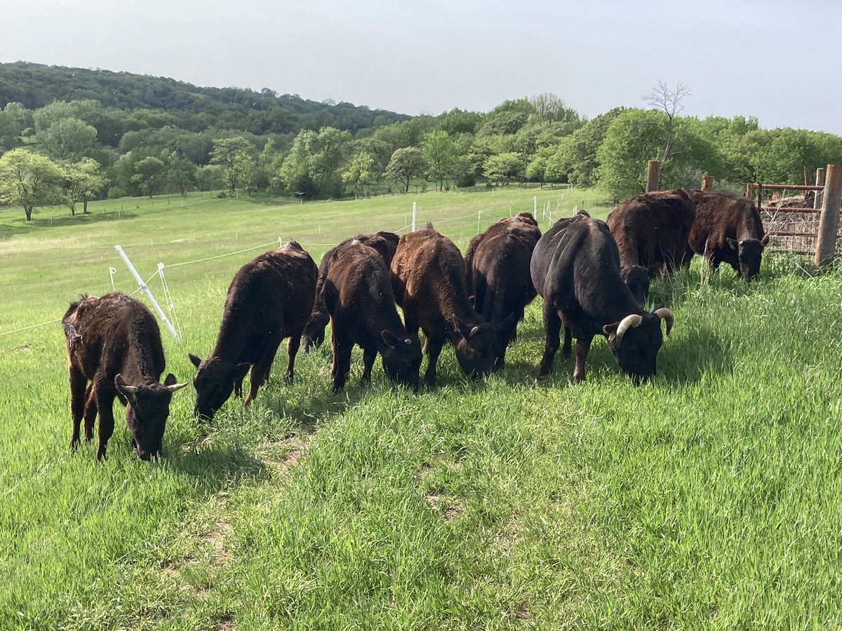 stakeTREK's tweet photo. Lawn-Mooers
#DadJokes #GasIsExpensive #FreeLawnCare #Cardano $Ada #stakeTREK https://t.co/dwbTNOaep3