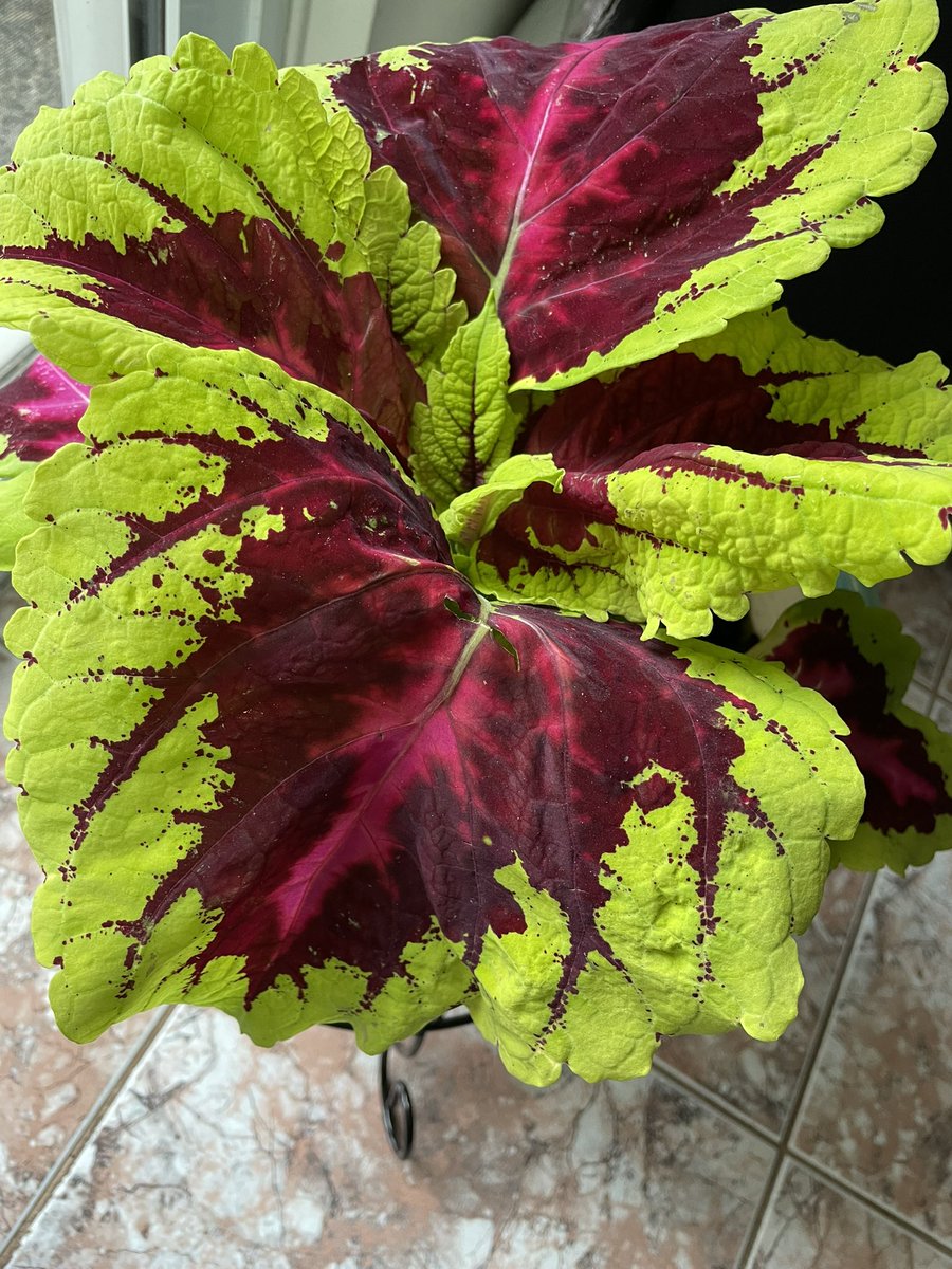 My love for Coleus 😍 
#plants #nature #gardening #happycolors #springcolors