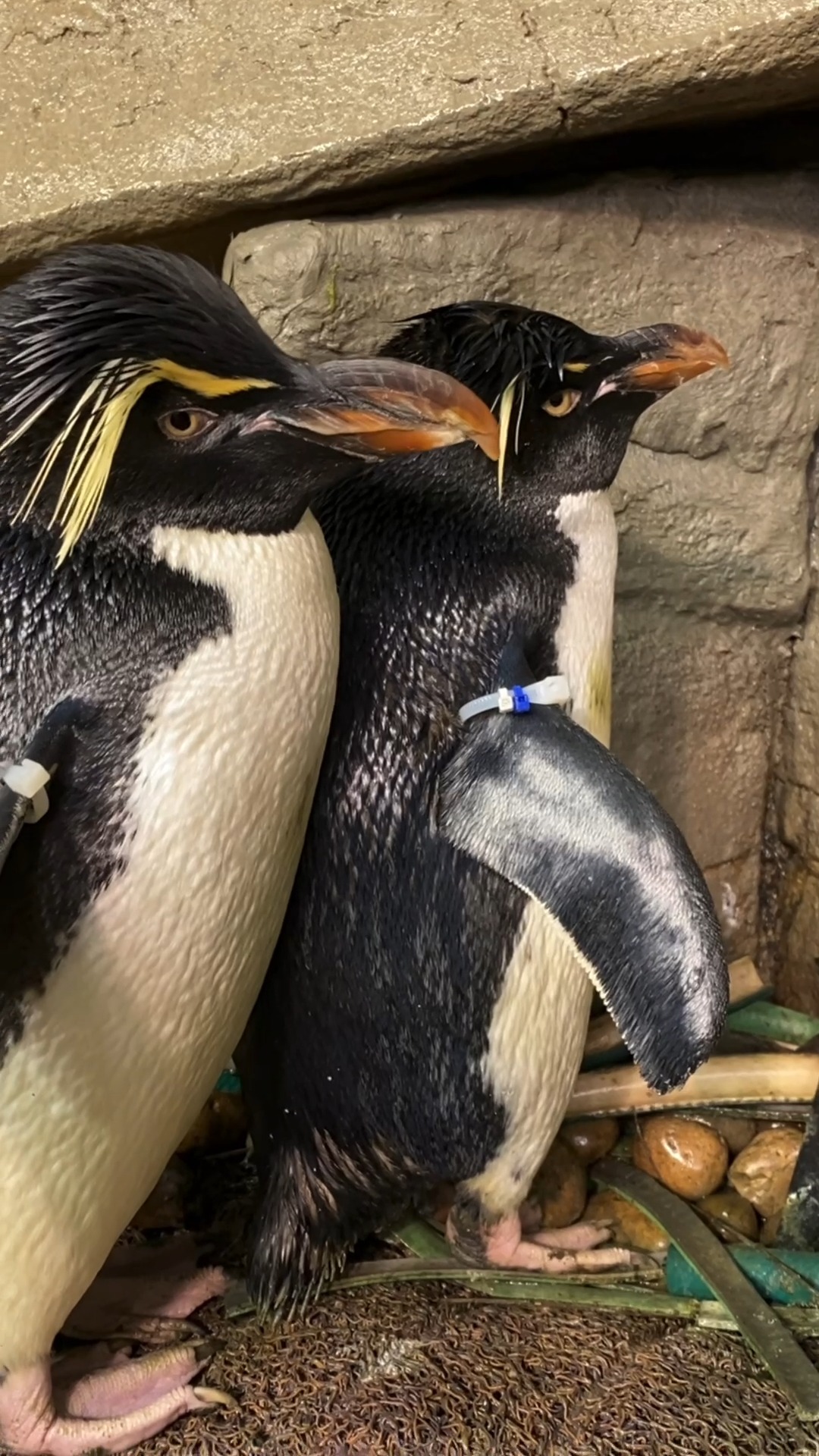 Shedd Aquarium on Twitter "Edward and Annie and Drake and Magdalena